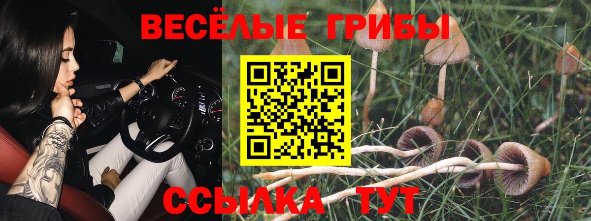 продажа наркотиков  Вход с VPN  Вышний Волочёк  Псилоцибиновые грибы Psilocybe 